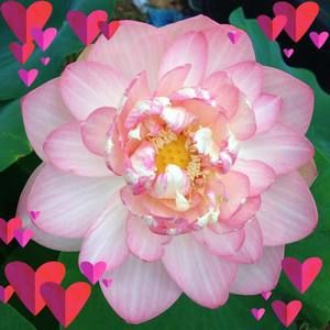 Meet your Posher, Duong